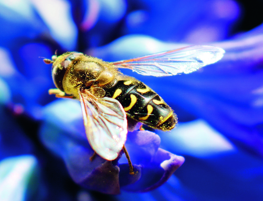 Schwebfliegen – eifrige Blattlausjäger und Bestäuber