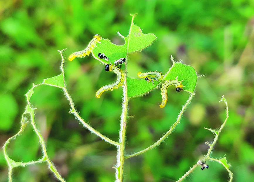 Drei Larven der Blaugrünen Weidenblattwespe (Nematus pavidus) fressen ein Sal-Weiden-Blatt bis aufs Gerippe ab. Die junge Weide verträgt dies problemlos. Blattwespenlarven sind eine wichtige Nahrungsgrundlage für Meisen und andere Kleinvögel.