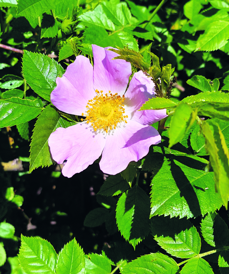 Wein-Rosen (Rosa rubiginosa) bestechen mit sattgrün glänzenden Blättern und meist rosa Blüten.