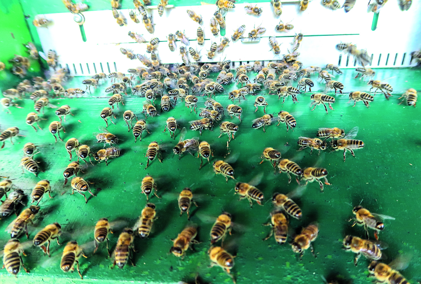 Die Arbeiterinnen versammeln sich vor dem Flugloch und fächeln die warme Luft aus dem Bienenstock.