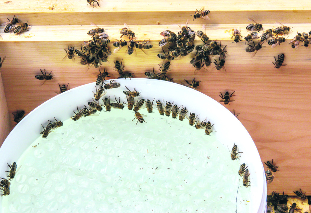 Bienen füttern – aber wie?