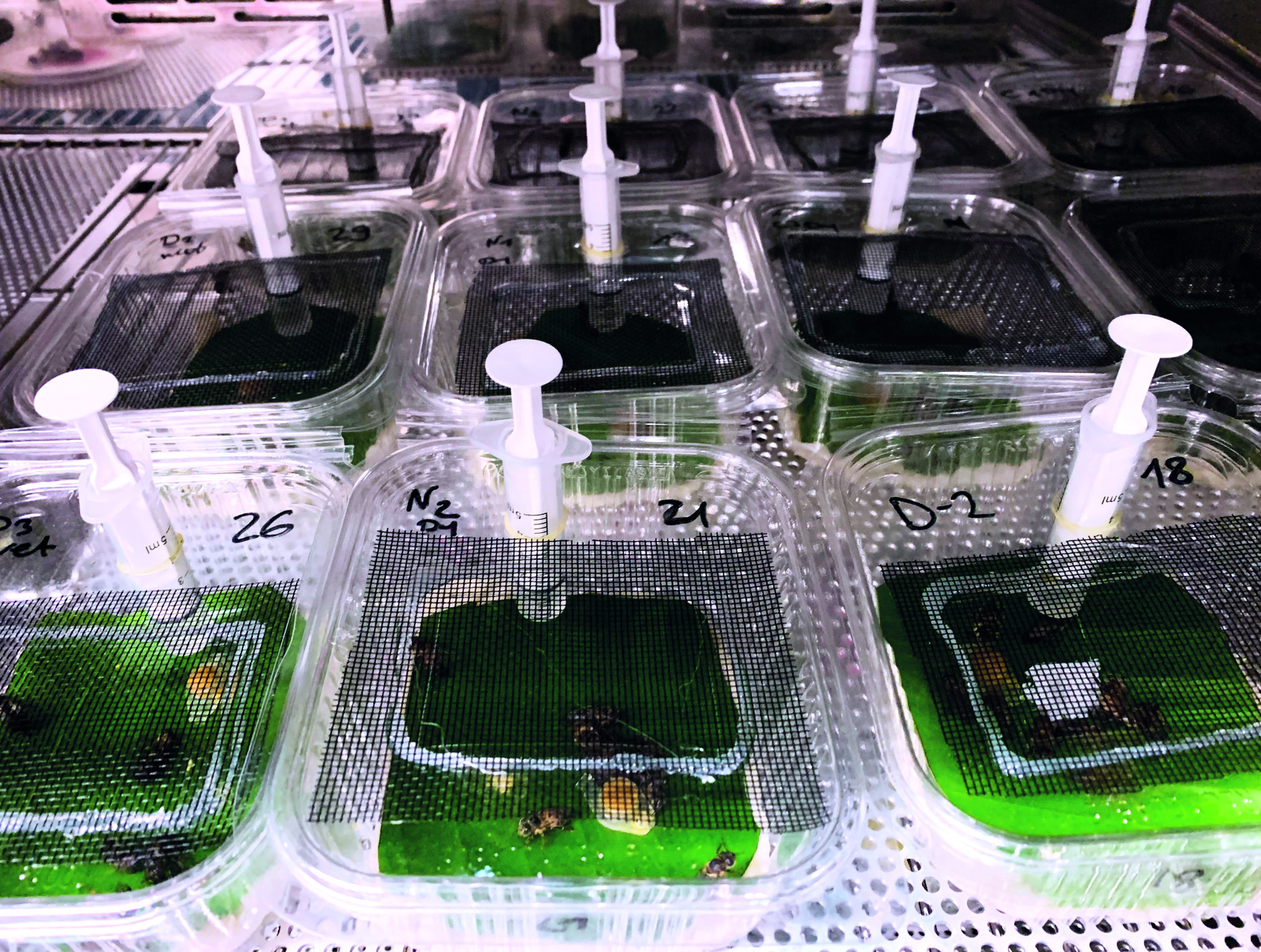 Ein Laborkäfig, der die Sprühanwendung eines entomopathogenen nematodenhaltigen Produktes auf Bienen und Blätter und die so mögliche Exposition von Honigbienen simuliert. Die Infektion der durch Steinernema carpocapsae getöteten Honigbienen wurde 15 Tage nach der Sprühbehandlung bewertet.