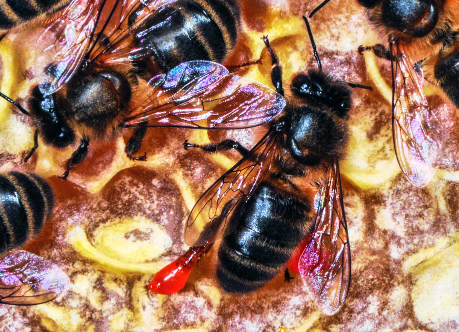 Honigbienen tragen das gesammelte Pflanzenharz in Form von Harzhöschen ins Bienenvolk, wo sie es zu Propolis verarbeiten und damit in der Baumhöhle Ritzen und Spalten abdichten.