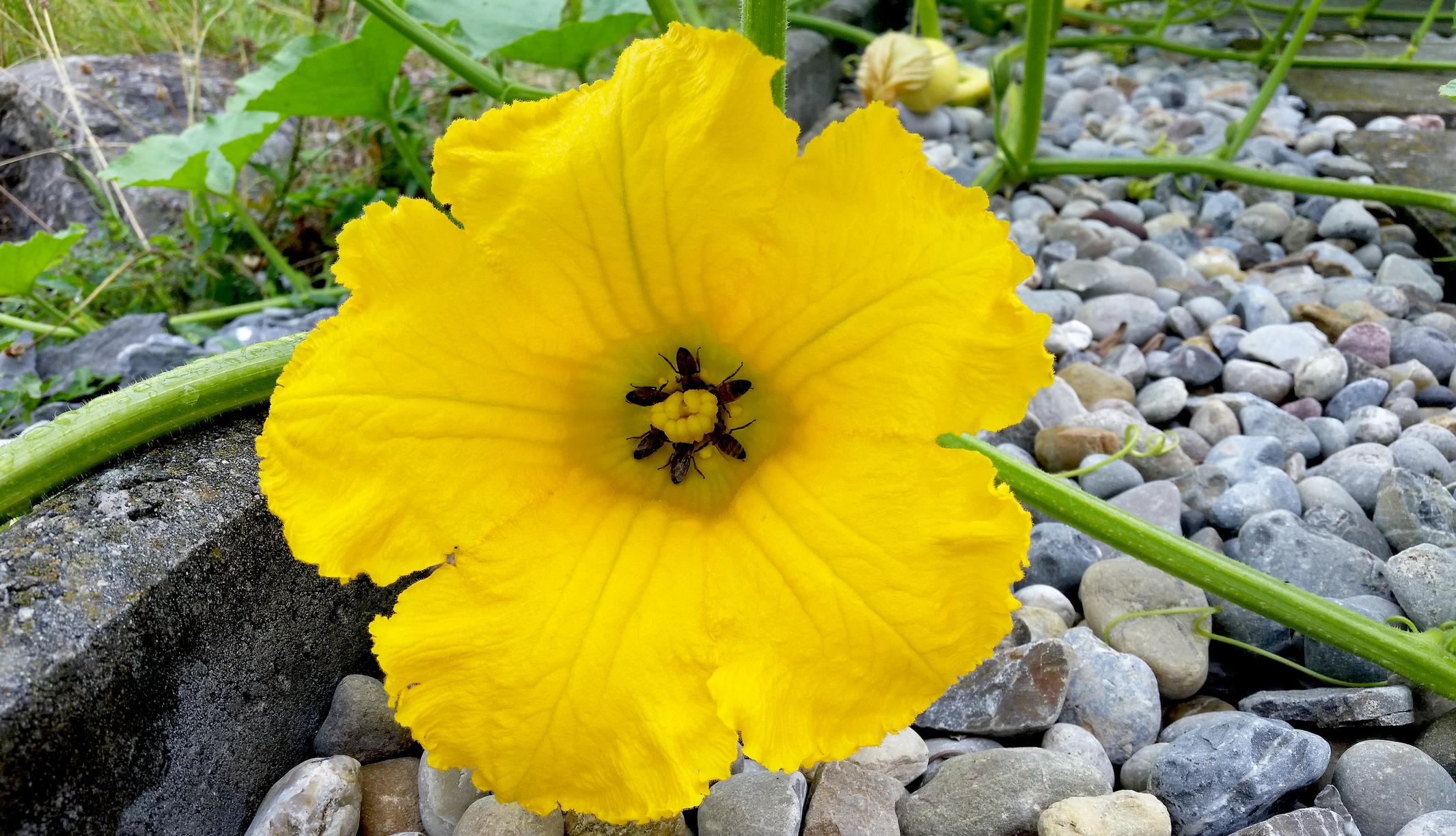 Perfekt arrangierte Nektarsammlerinnen auf einer der wenigen Spätsommertrachten (Kürbisblüte). Foto: Jakob Künzle