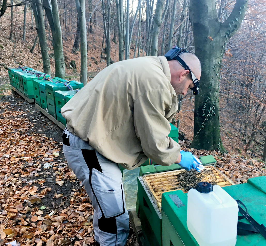 Winterbehandlung durch Träufeln von Oxalsäure-Zuckerwasserlösung. Mit einer starken Stirnlampe kann der Sitz des Volkes lokalisiert werden, auch wenn er sich in der unteren Zarge befindet. Köbis Tipp: «Für die Anwendung arbeiten wir immer mit einer Kopflampe mit sehr hellem Licht. Damit sieht man auch den Bienensitz, auch wenn er in der unteren Zarge ist.»