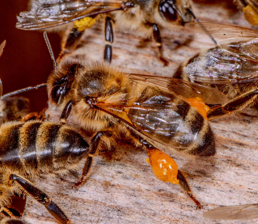 Eine Sammlerin kehrt mit Propolis gefüllten Körbchen ins Volk zurück. Fotos: Ruedi Ritter