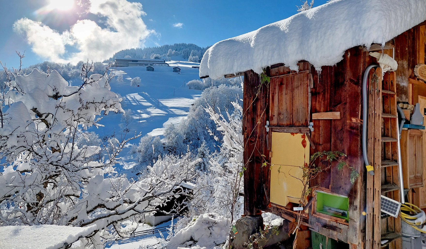 Vom Leben der Winterbienen