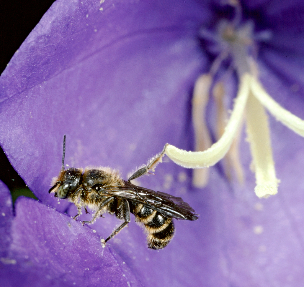 Die Glockenblumen-Scherenbiene auf ihrer Lieblingsblüte. Foto: Albert Krebs (ETH-Bildarchiv)
