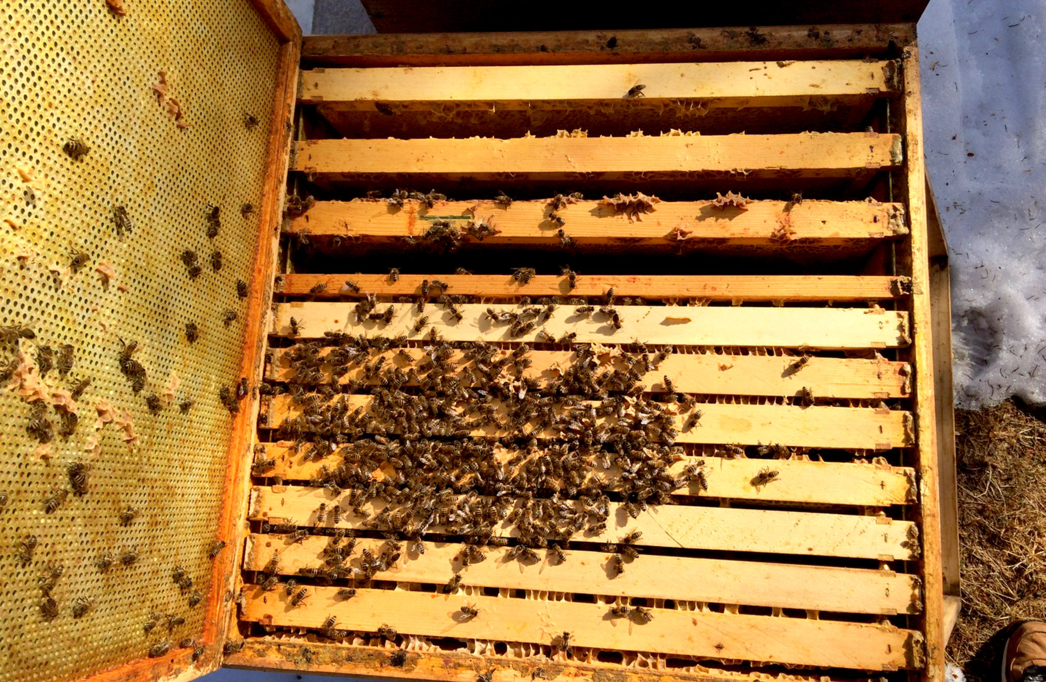 Bienenvolk im Frühling, das um 1–2 Waben eingeengt werden kann. Foto : apiservice