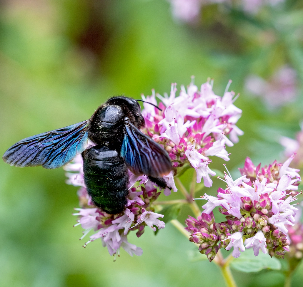 Die Blauschwarze Holzbiene auf dem Wilden Majoran.