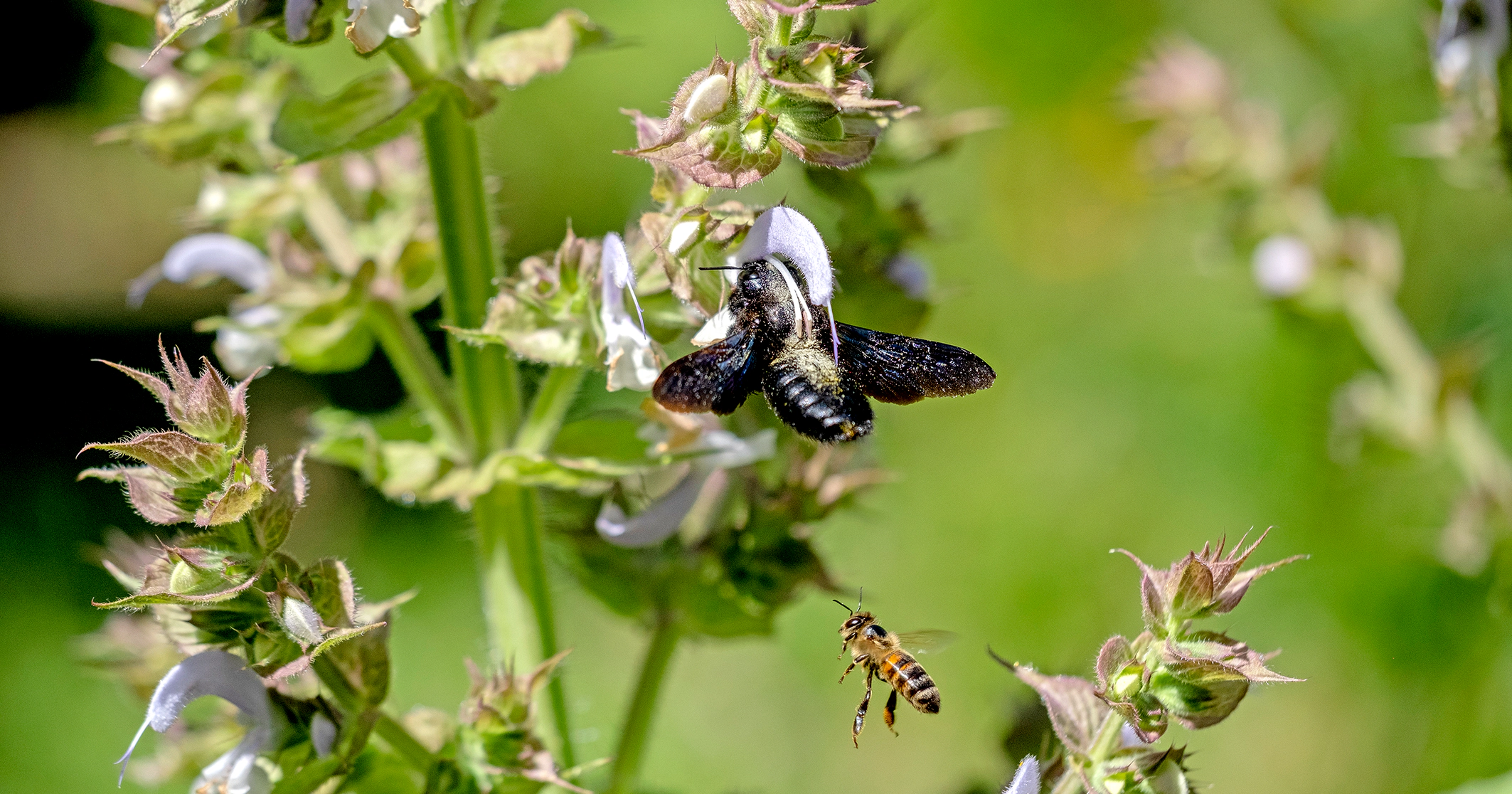 Ein Grössenvergleich mit einer Honigbiene. Mit ihren 2–3 cm Grösse ist die Blauschwarze Holzbiene die grösste einheimische Wildbiene. Foto: Sarah Grossenbacher