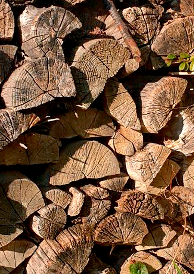 Foto: Michelle Knecht Auch aufgeschichtetes Holz an der Sonne kann für Bienen und sonnenbadende Eidechsen wertvoll sein.