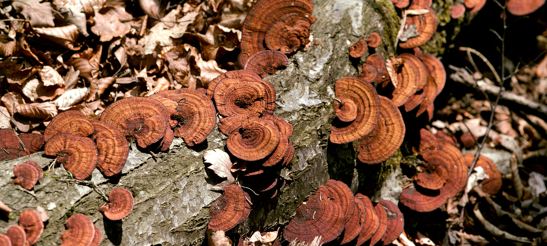 Verschiedene Pilzarten tragen dazu bei, dass abgestorbenes Holz nach und nach zersetzt wird. Die veränderte Struktur bietet verschiedenen Lebewesen ein neues Zuhause. Foto: Albert Krebs, ETH-Bildarchiv