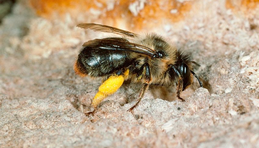 Die Wald-Pelzbiene nistet bevorzugt in morschem, weissfaulem Holz. Durch die Zersetzung des Lignins durch bestimmte Pilze ist das Holz bereits heller und faseriger. Foto: Albert Krebs, ETH-Bildarchiv