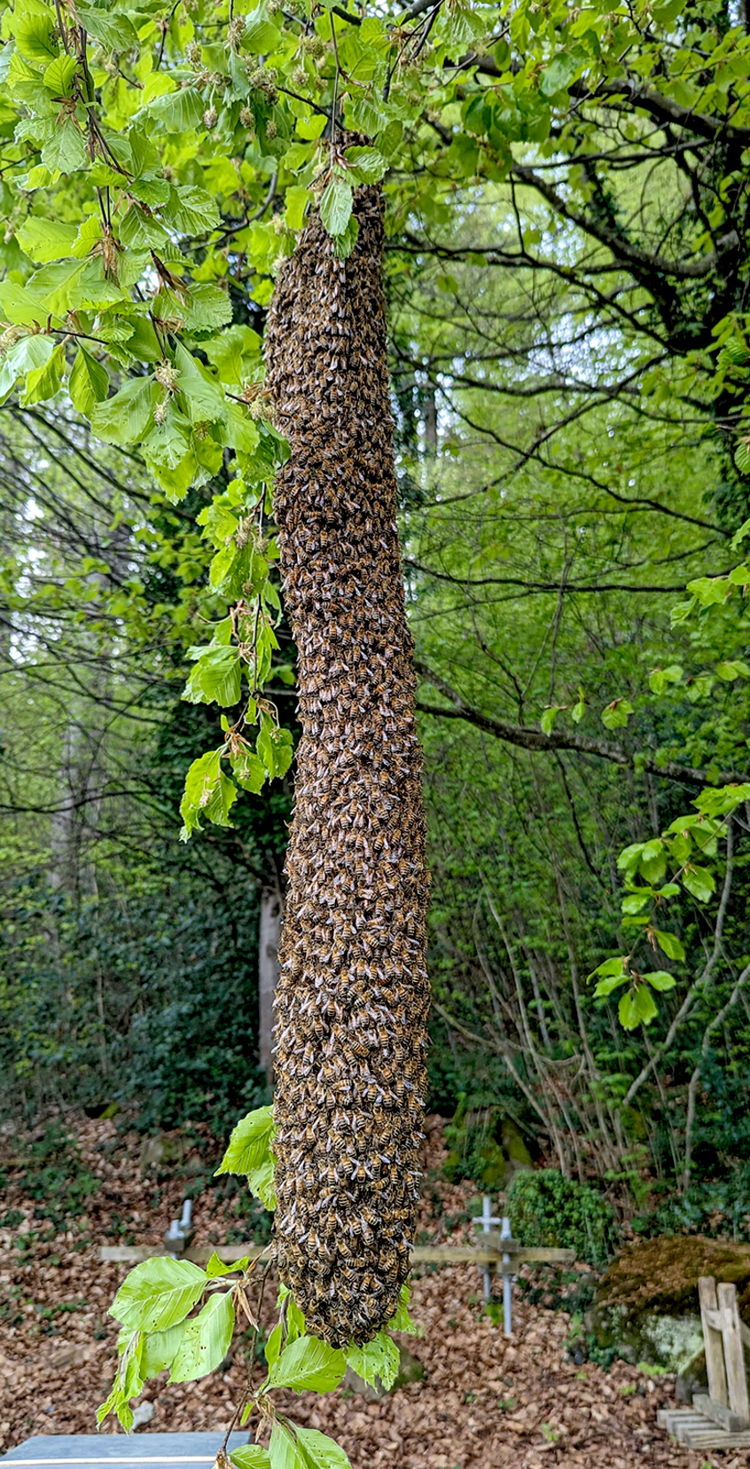 3,2 kg Bienen am Baum: So viel fehlte nach dem Abflug auf der Stockwaage des Muttervolkes. Dank der Stockwaage und dem Schwarmalarm erkannter und einfach zu «pflückender» Schwarm.