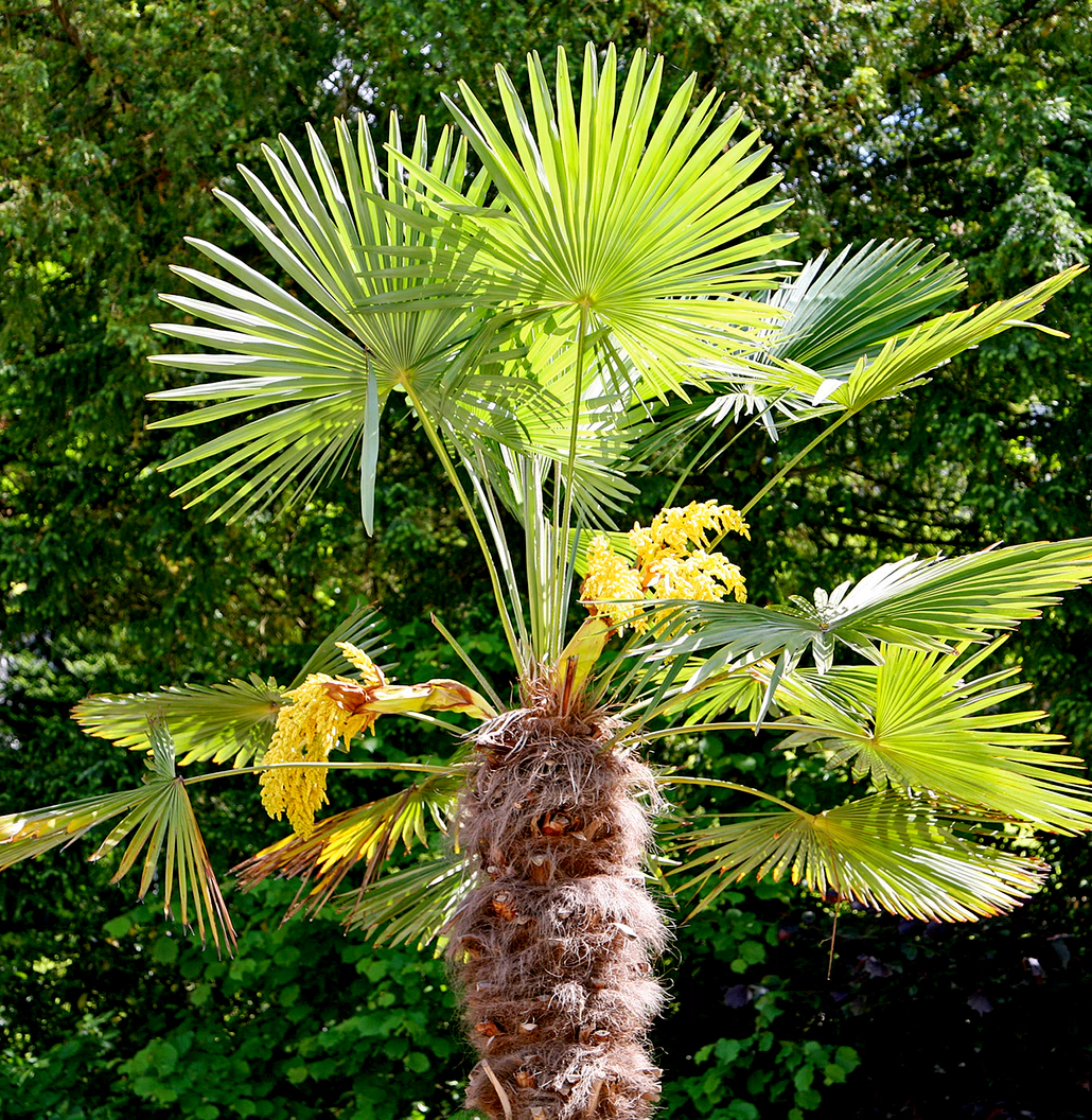Die Hanfpalme (Trachycarpus fortunei), auch bekannt als «Tessiner Palme», darf in der Schweiz nicht mehr verkauft werden. Sie gilt als invasiv. Foto: W. Bulach, CC BY-SA 4.0 (Wikimedia Commons)