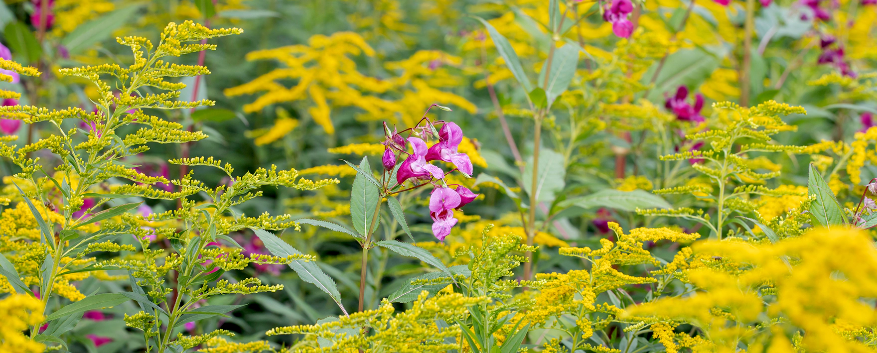 Die Kanadische Goldrute und das Drüsige Springkraut gehören zu den invasiven Neophyten. Obwohl sie Generalisten wie Honigbienen und Hummeln als Nahrungsquelle dienen können, beeinträchtigen sie die Biodiversität, indem sie heimische Pflanzenarten verdrängen. Foto: Amalia Gruber, Adobe Stock