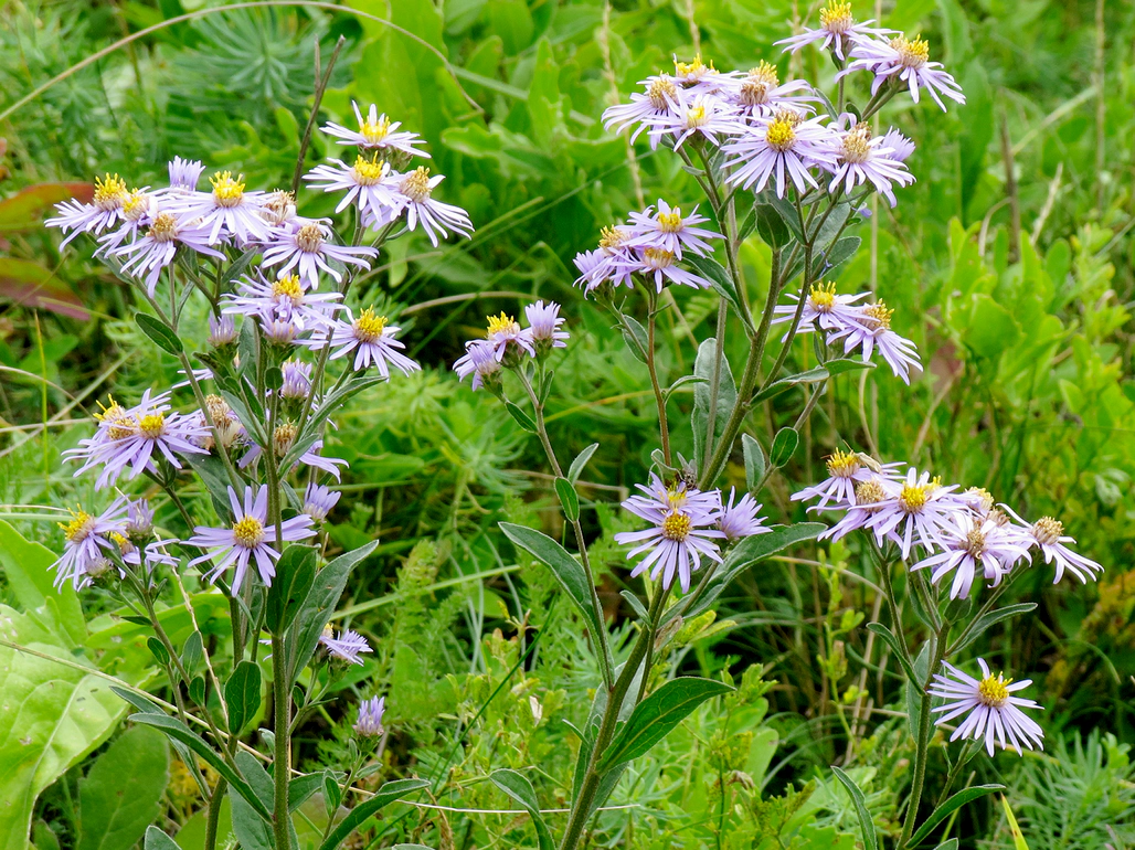 Heimische Berg-Astern (Aster amellus) blühen zum Teil bis in den Oktober hinein und sind eine wertvolle Alternative zu invasiven Astern. Foto: Robert Flogaus-Faust, Wikimedia Commons