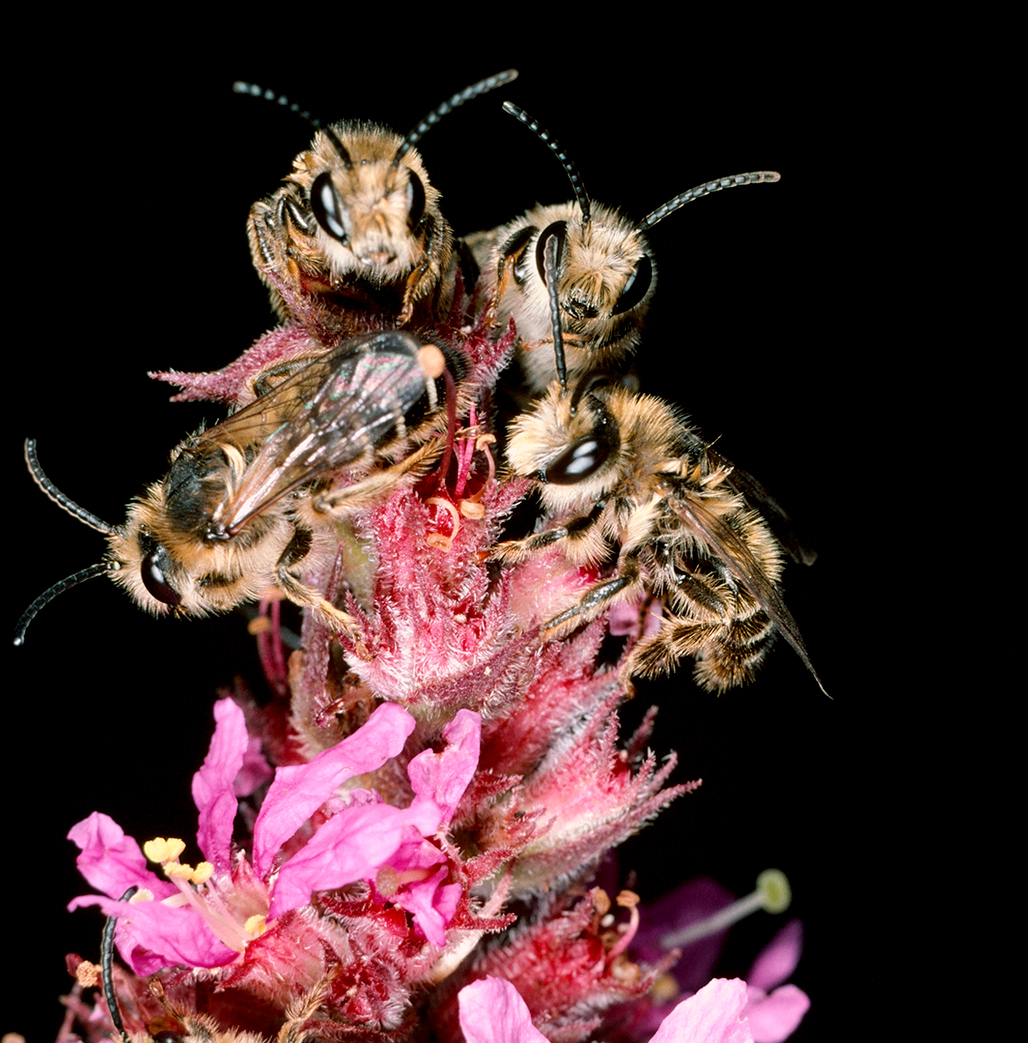 Foto: Albert Krebs, ETH Bildarchiv Zusammengekuschelt schlafen diese Blutweiderich-Sägehornbienen (Melitta nigricans) auf dem Blutweiderich. Die Weibchen sammeln den Pollen für ihren Nachwuchs fast nur dort.
