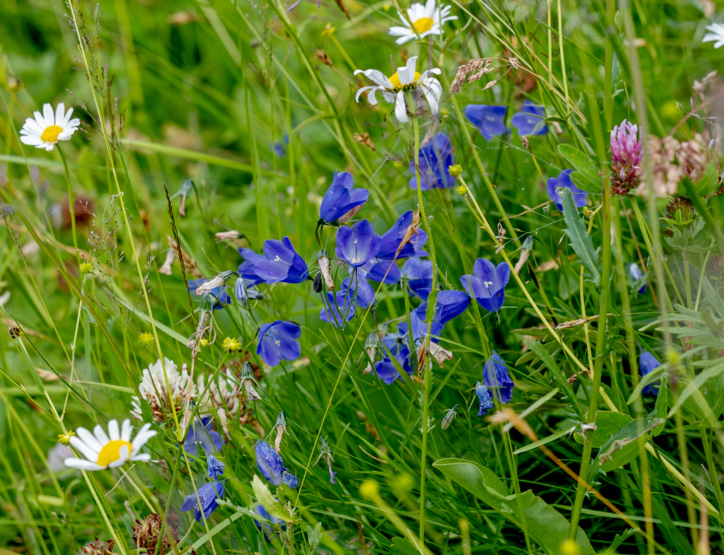 In der Schweiz sind sechs Wildbienenarten auf Glockenblumen spezialisiert. Würde man ihrem Nachwuchs anderen Pollen verfüttern, könnten sie sich nicht gut entwickeln. Für sie sind Glockenblumen nicht nur eine reine Vorliebe, sondern ihre Lebensversicherung. Foto: Sarah Grossenbacher