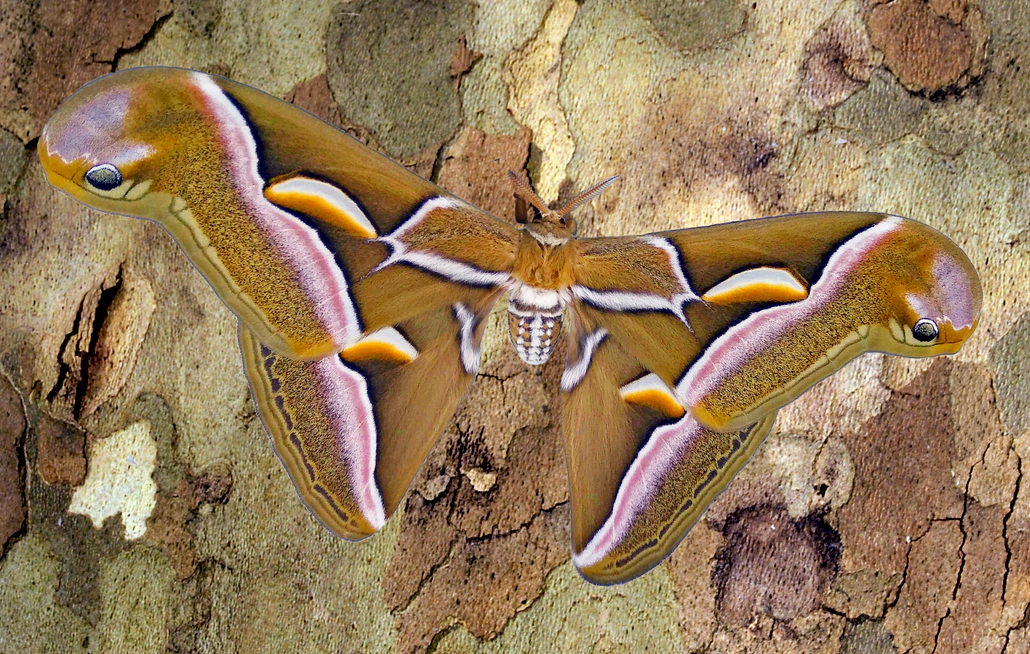 Der Götterbaum-Spinner hat sich in Europa dort verbreitet, wo die Hauptnahrungspflanze der Raupen – der invasive Götterbaum – vorkommt. Foto: Hectonichus (CC BY-SA 4.0, Wikimedia Commons)