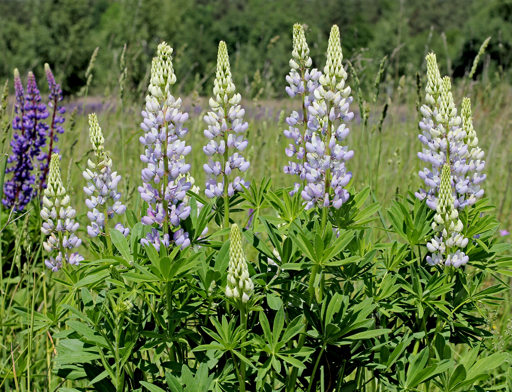Mit ihrer dichten Wuchsform bleibt neben der invasiven Vielblättrigen Lupine nicht viel Platz. Foto: George Chernilevsky, Wikimedia Commons