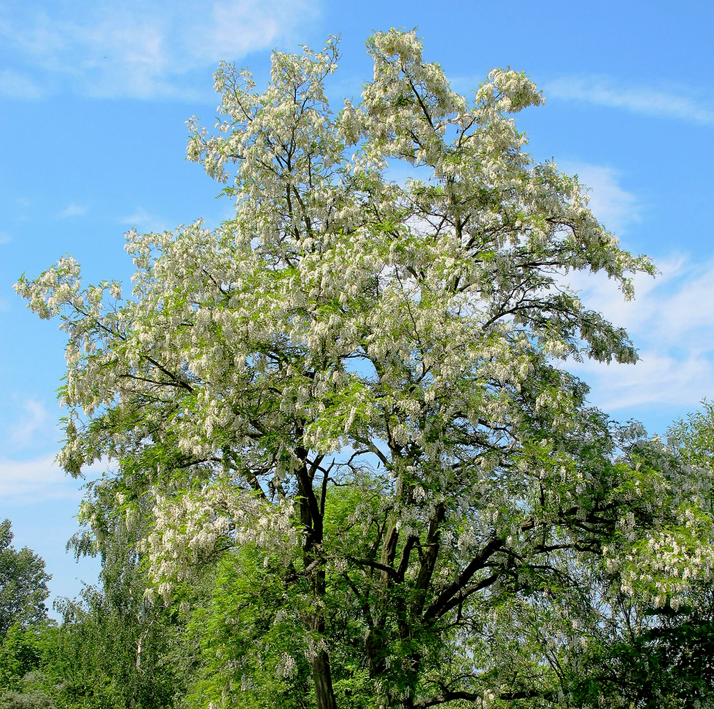Foto: Annabell Hormann, korina.info (CC-BY-SA-4.0, CC BY-SA 4.0, Wikimedia Commons) Die Robinie wächst rasch und kann durch Wurzelausschläge grosse Flächen einnehmen. Da der Baum Stickstoff im Boden bindet, verdrängt er auch Arten, die auf nährstoffarmen Böden wachsen und ökologisch besonders wertvoll sind.