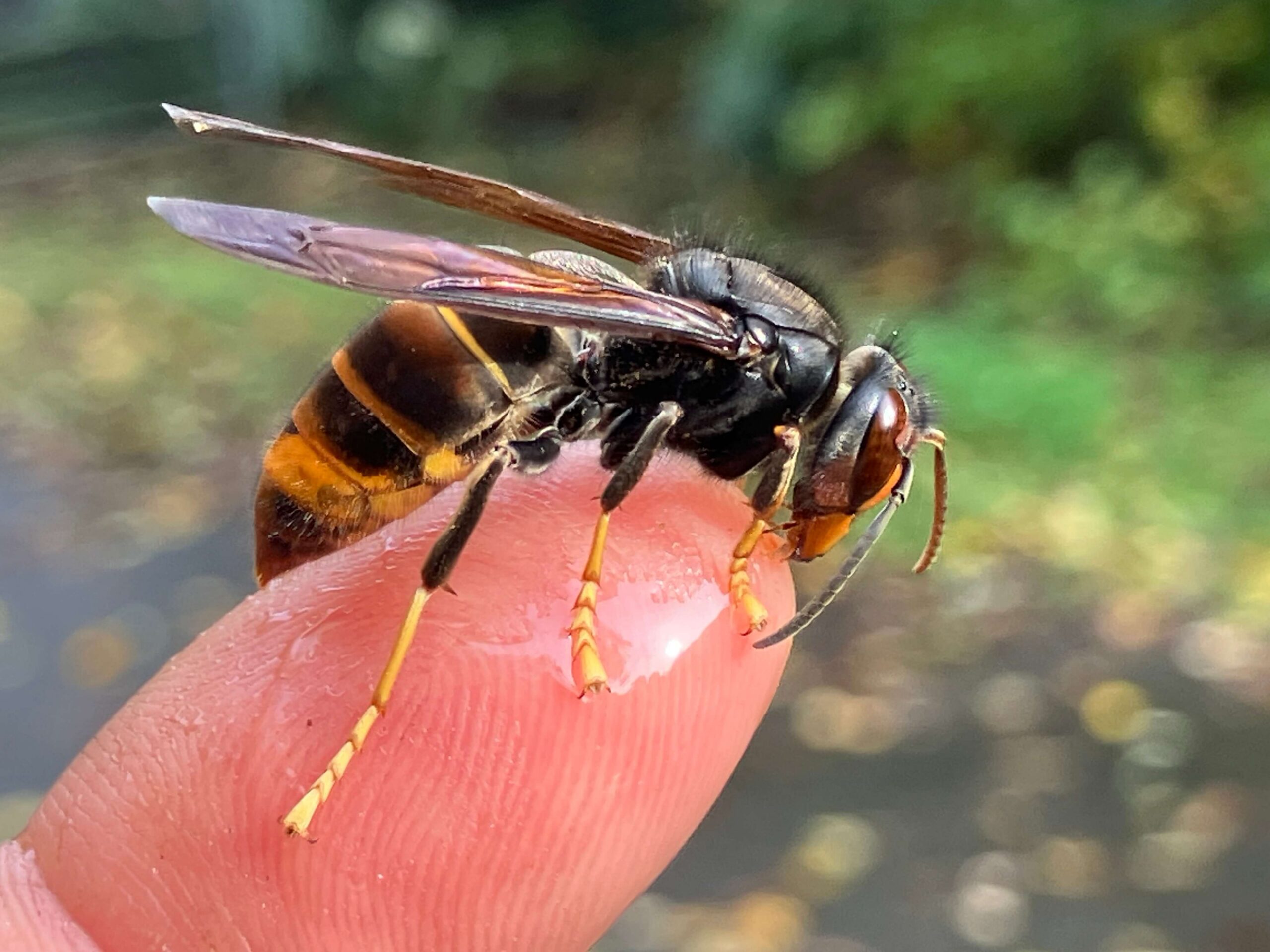 Besonnen imkern mit Vespa velutina